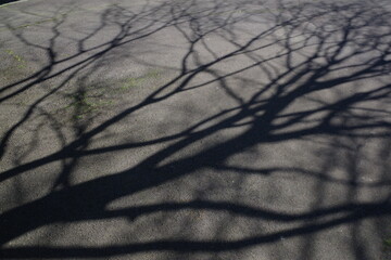 Shadow of the branches of a tree on the ground