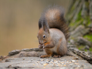 A Red Squirrel on a tree stump eating