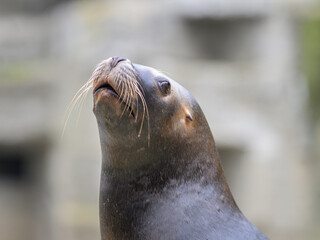 Portrait of a male southern sea lion