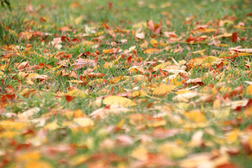 autumn leaves on the grass