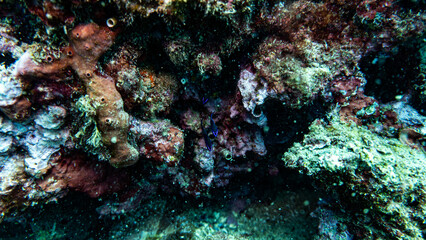 Little fishes 