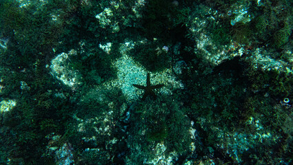 Starfish