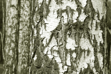 Obraz premium pattern of birch bark with black birch stripes