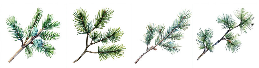 Set of Watercolor Pine Branches Isolated Botanical Illustration for Design Projects