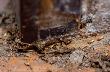 Close up of Termites Eating wood, (Termite damage house)