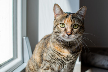 A beautiful cat in the sun near a window