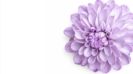 Obraz premium Pale Purple Dahlia Flower on White Background