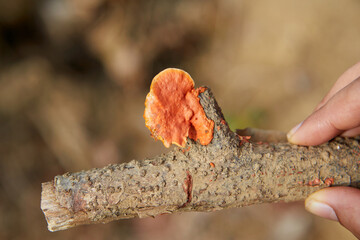 Close-up view of tropical wild mushroom growing on dry twig