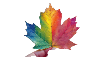 Colorful sycamore leaf in autumn --ar 16:9