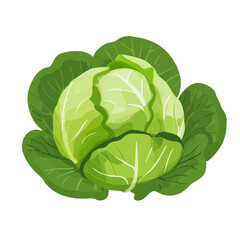 Simple flat 2D icon green cabbage isolated on transparent background, vector, flat design, animation design, simple flat 2D icon, clipart
