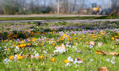 Blooming Spring Meadow with Crocuses, Scilla Bifolia, and Snowdrops