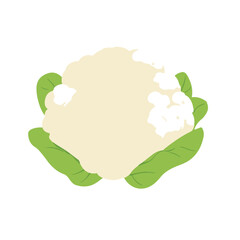 Fototapeta premium My Simple flat 2D icon white cauliflower with green leaf isolated on transparent background, vector, flat design, animation design, simple flat 2D icon, clipart