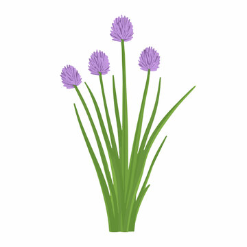 purple chive flowers green stems clip art preview