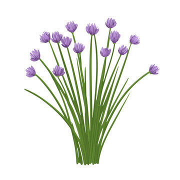 purple chive flowers green stems white background clip art preview
