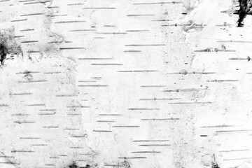 pattern of birch bark with black birch stripes