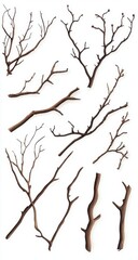 Fototapeta premium Elegant collection of detailed nature inspired branches