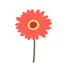 Very Simple flat 2D illustration red gerbera branch isolated on transparent background, vector, flat design, animation design, simple flat 2D icon, clipart