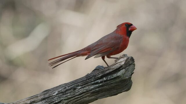 Northern Cardinal perched on a dry branch and posing before flying away - cardinalis cardinalis