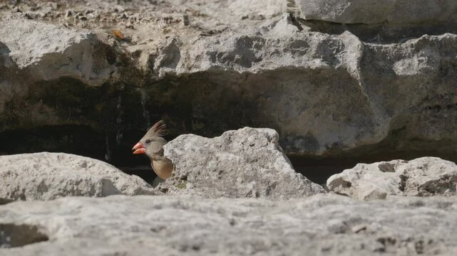 Female Northern Cardinal taking a bath in a stream and hopping out from behind a rock - Cardinalis cardinalis