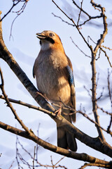 Eurasian jay (Garrulus glandarius) perched on a branch in winter time. Beautiful and colorful passerine bird in the crow family Corvidae.