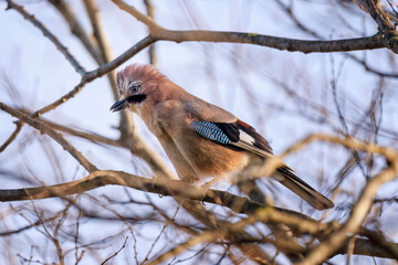 Eurasian jay (Garrulus glandarius) perched on a branch in winter time. Beautiful and colorful passerine bird in the crow family Corvidae.