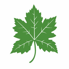 Very Simple flat 2D illustration grapevine leaf isolated on transparent background, vector, flat design, animation design, simple flat 2D icon, clipart