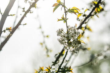 branch of a tree with yellow flowers