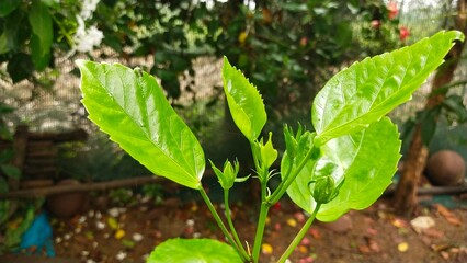 hibiscus  tree 