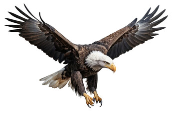 Fototapeta premium Powerful Bald Eagle in Flight Against a Black Background