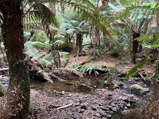 Mount Field National Park, Tasmania, Australia