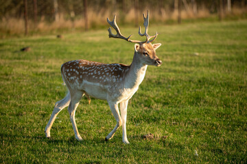 white tailed deer