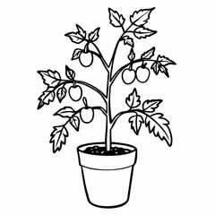 Obraz premium Black and White Illustration of Potted Tomato Plant with Ripened Tomatoes