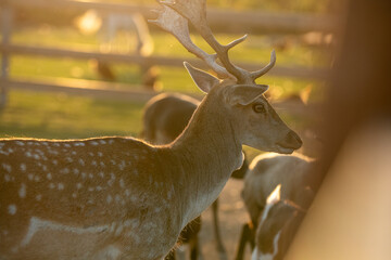 deer in the woods