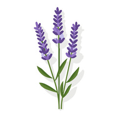Obraz premium My Simple flat 2D illustration lavender branch isolated on transparent background, vector, flat design, animation design, simple flat 2D icon, clipart