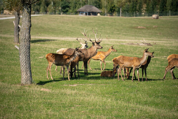 deer in the field