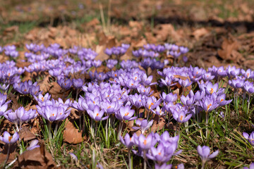 Vibrant Purple Crocus Blooms in a Sunlit Field