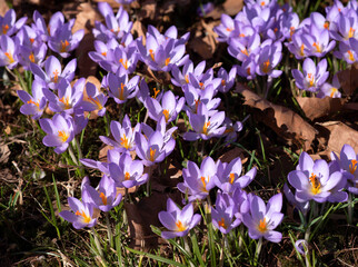 A field of blooming lila crocuses with bees pollinating the flowers and collecting nectar.