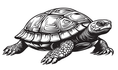 Fototapeta premium Detailed turtle art - linear vector icons set.