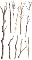 Fototapeta premium Collection of Exquisite Nature Branches