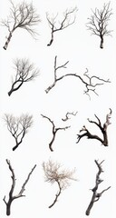 Elegant Bare Branches, A Collection of Artistic Nature Photography