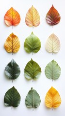 Fototapeta premium Autumn Leaf Transitions: A Colorful Seasonal Display