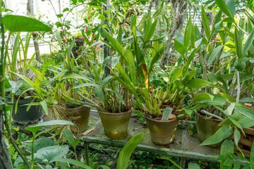 Growing Cattleya flowers in ceramic pots in the garden. Orchid plants collection. Houseplant gardening. Green flower roots