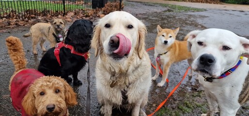 A pack of cute and happy dog friends of various breed, age and size are hanging out together in a green park on a sunny day enjoying their group dog walk - dog walking, pet sitting, dog day care © Adrienn