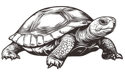 Fototapeta premium Detailed tortoise illustration in linear style, icons set, vector.