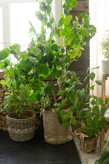 A fragment of the interior with a variety of indoor plants and plaster sculptures. Urban jungle concept. Biophilia design.