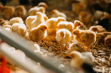 An absolutely charming and picturesque daylight scene featuring adorable chicks in a cozy barn