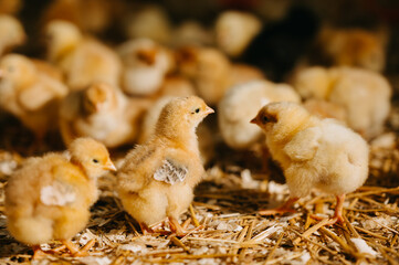 A Charming and Delightful Scene Featuring Adorable Newborn Chicks in a Serene Farm Environment