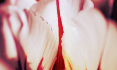 Colorful petal, detail view. Super macro shot with shallow depth of field.