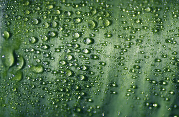 Green leaf with water drops, selective focus with shallow depth of field.