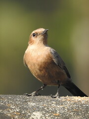 The Brown rock chat (Oenanthe fusca) or Indian chat. 